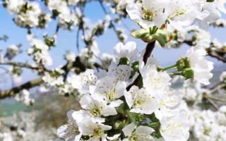Fastenzeit-Kalender: „Dankbarkeit zur Gewohnheit machen“