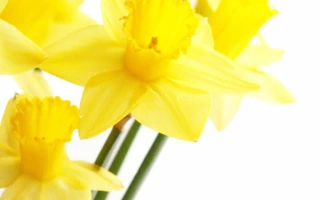 Fastenzeit-Kalender: „Dankbarkeit leben“