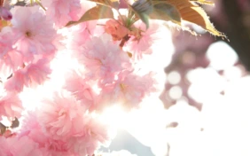 Fastenzeit-Kalender: „Was im Guten ausgesät wird, wächst unendlich“