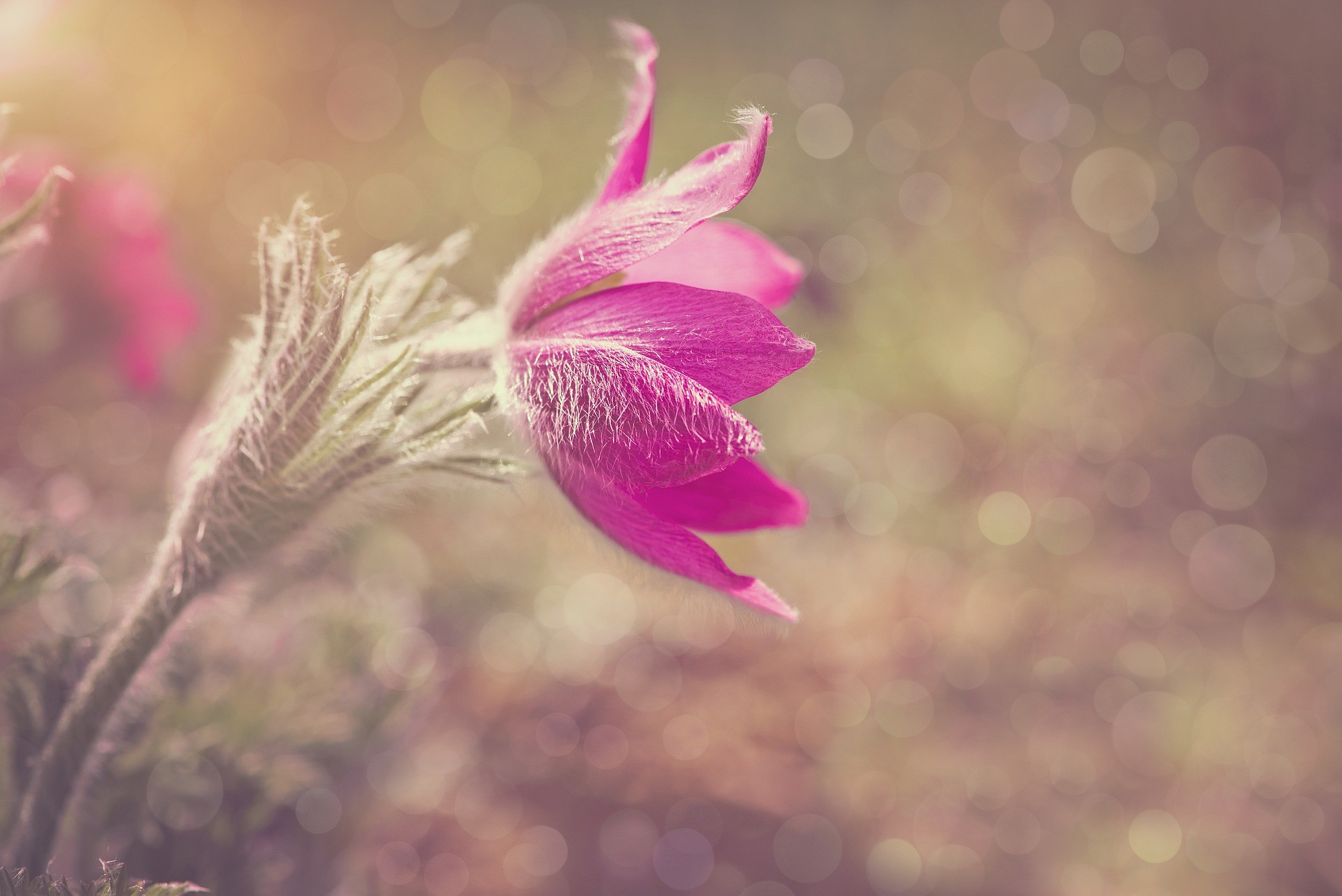 anemone-gb21c2312e_1920 (2)
