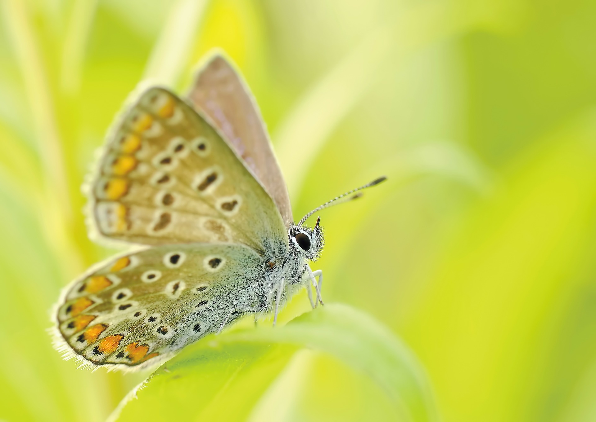 butterfly-g1692256dc_1920