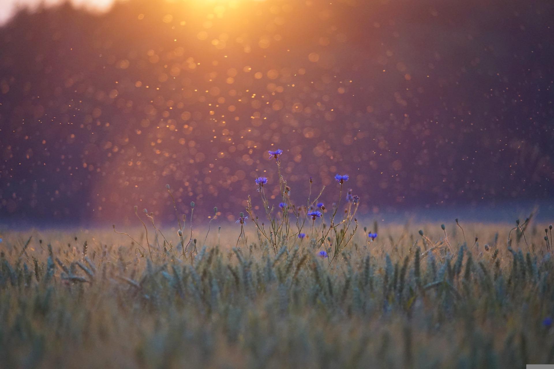 cornflowers-ge5261e157_1920