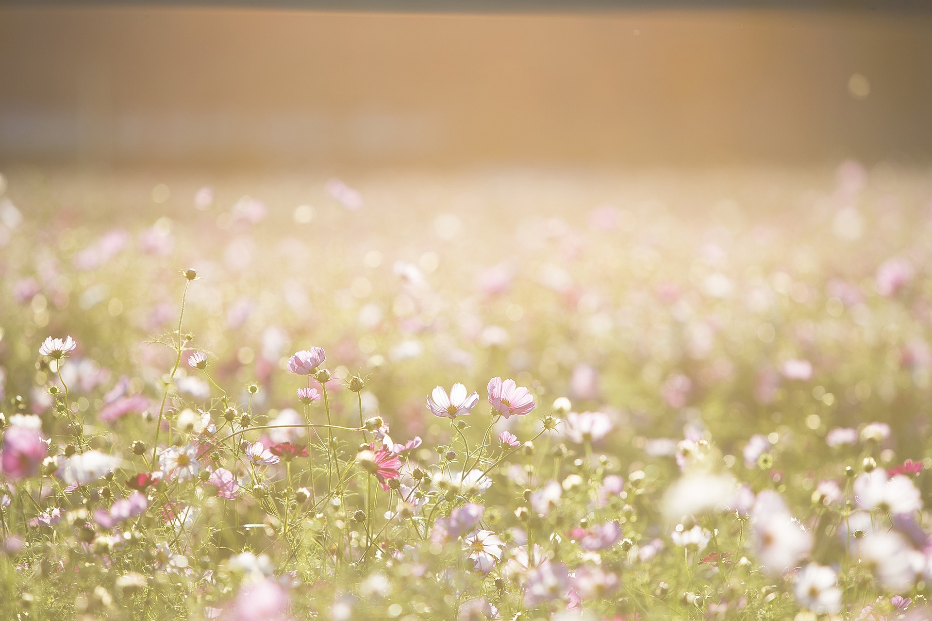 cosmos-flowers-g9bbc99f9a_1920
