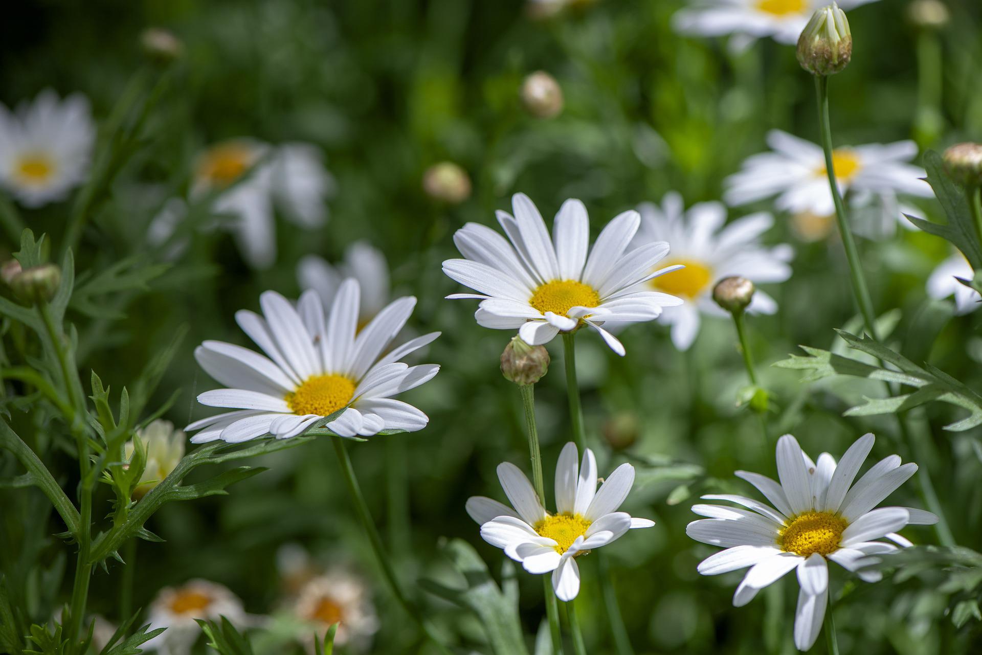 daisies-flowers-g9a9ccfc7c_1920