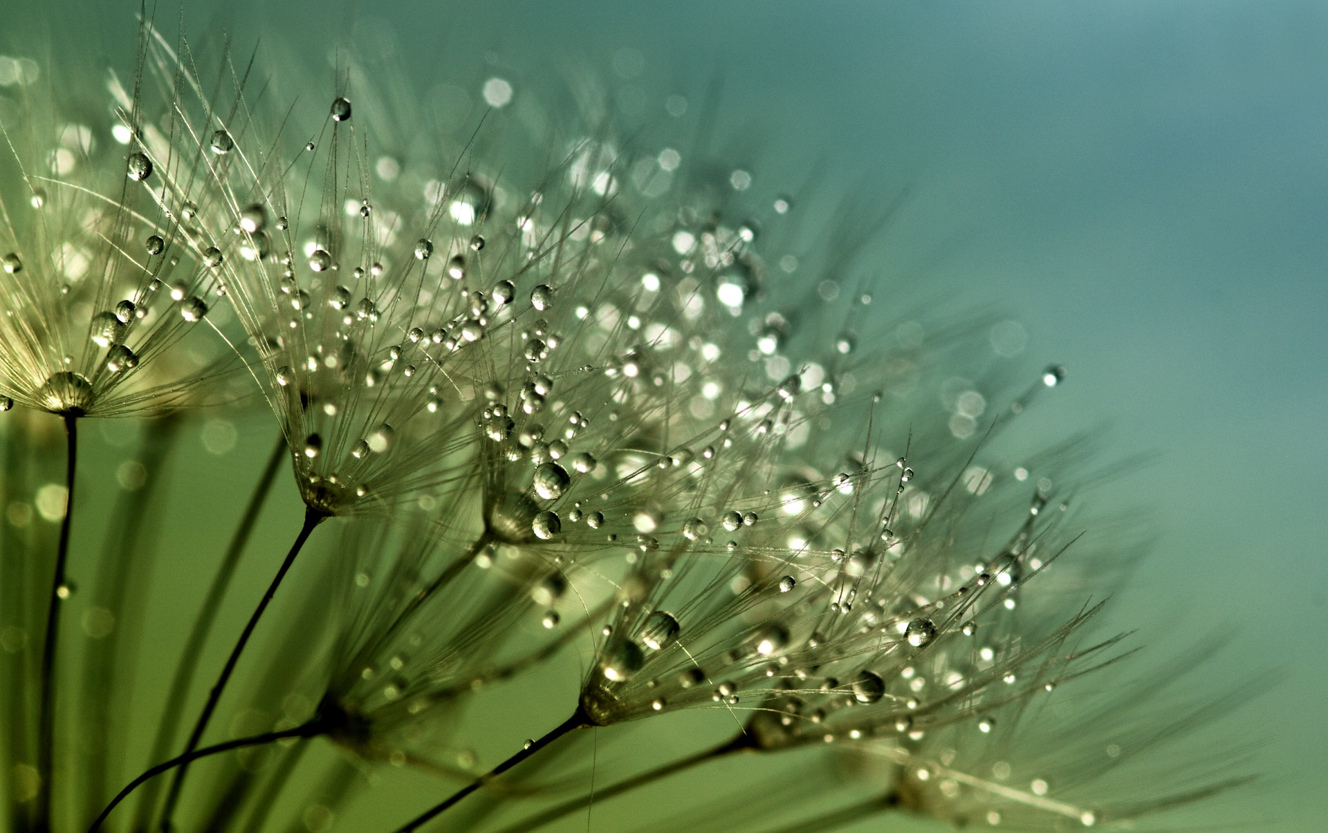 dandelion-g29fbc405a_1920