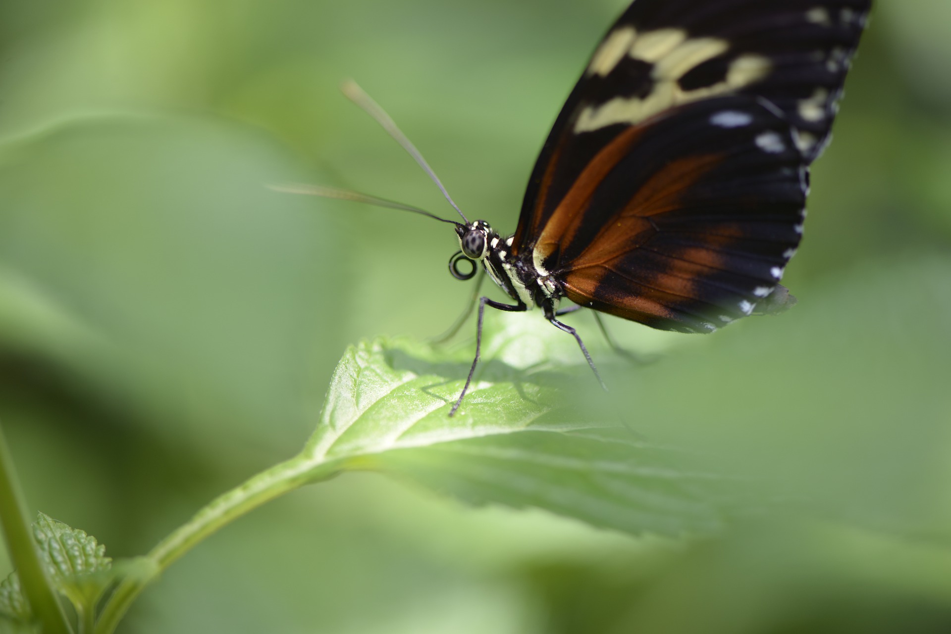 insect-gcb642e3ce_1920