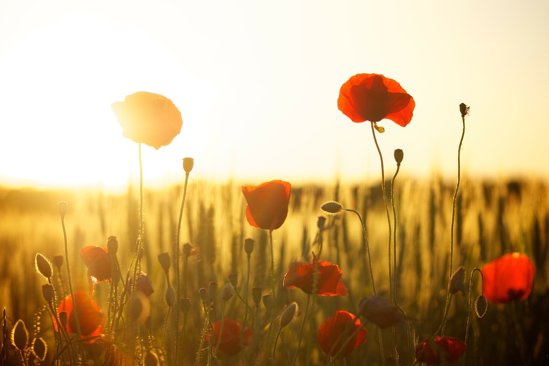 poppies-g561f13d6c_1920