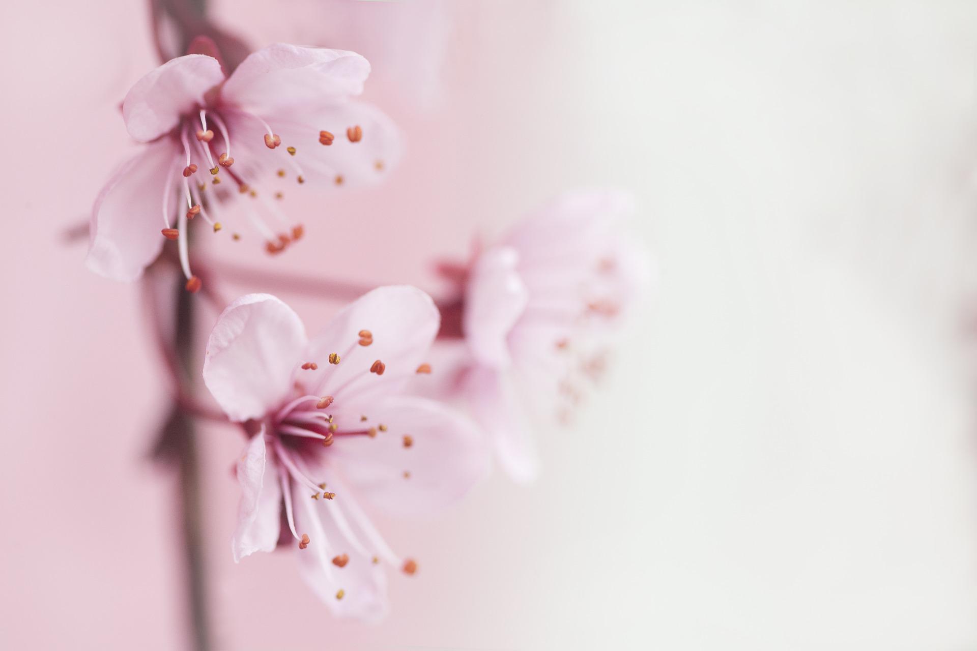 spring-g4ccad0e16_1920