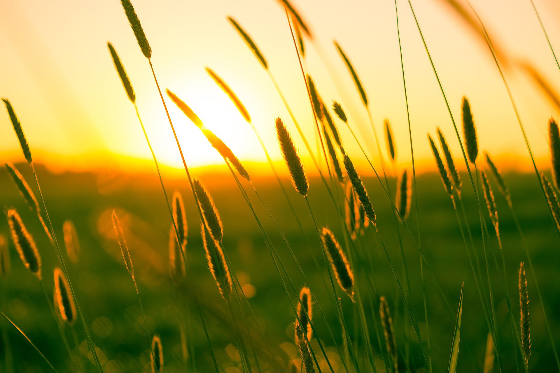 summer-g5ae7f959d_1920