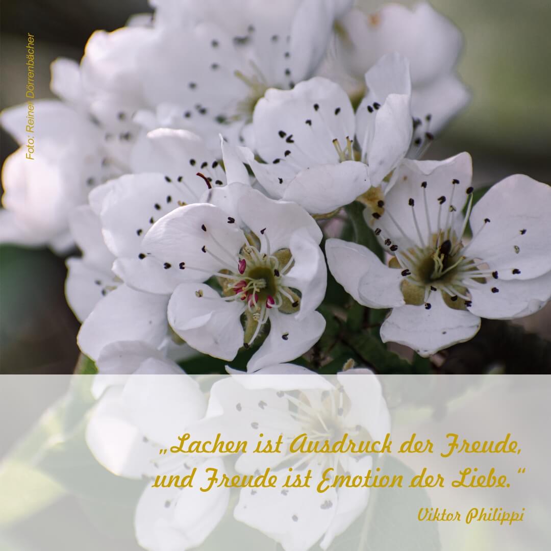 Fastenzeit Kalender „lachen Freude Und Liebe“ Philippi Methode 6923