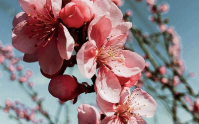 Fastenzeit-Kalender: „Lerne die Chancen zu sehen“