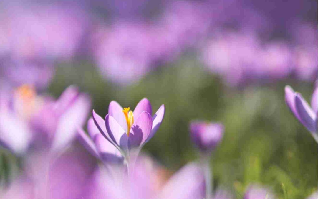 Fastenzeit-Kalender: „Die Liebe bewusst leben“