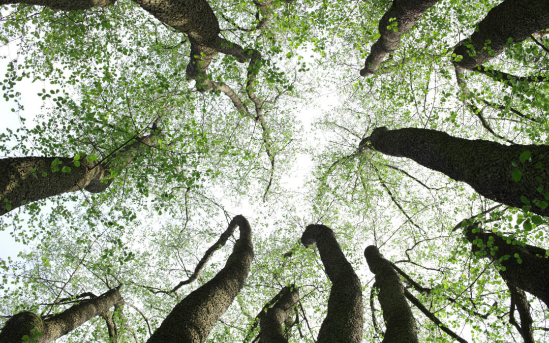 Ärztetagung für Ärzt:innen und Interessierte