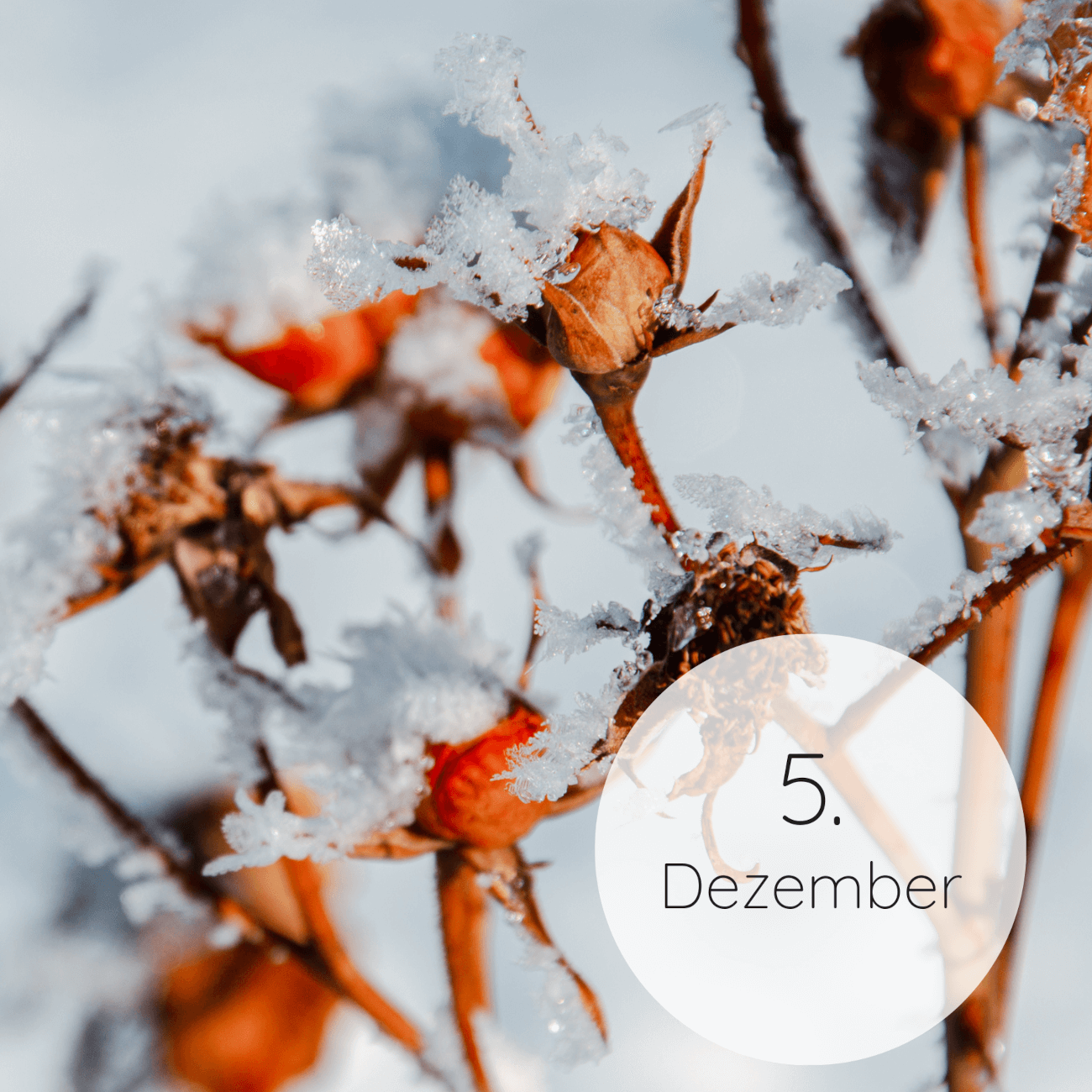 5. Dezember 5. Dezember