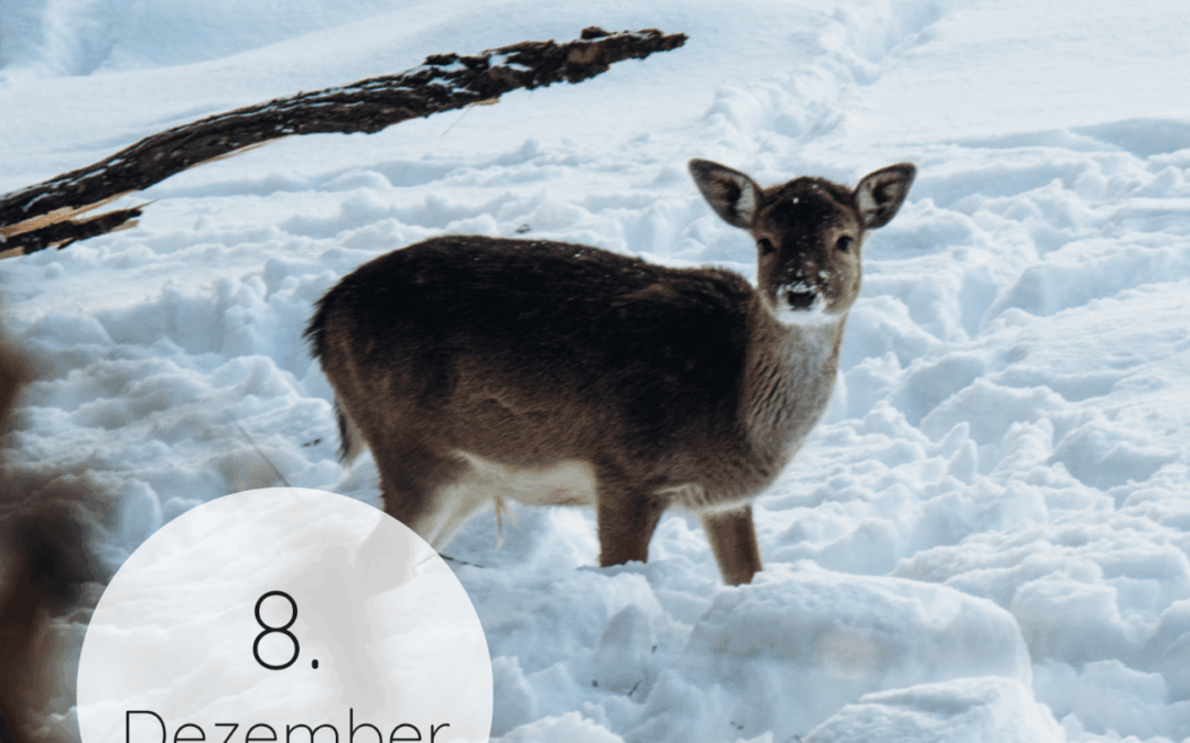 Adventskalender 2025: 08. Dezember