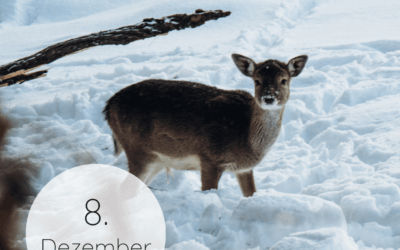 Adventskalender 2025: 08. Dezember