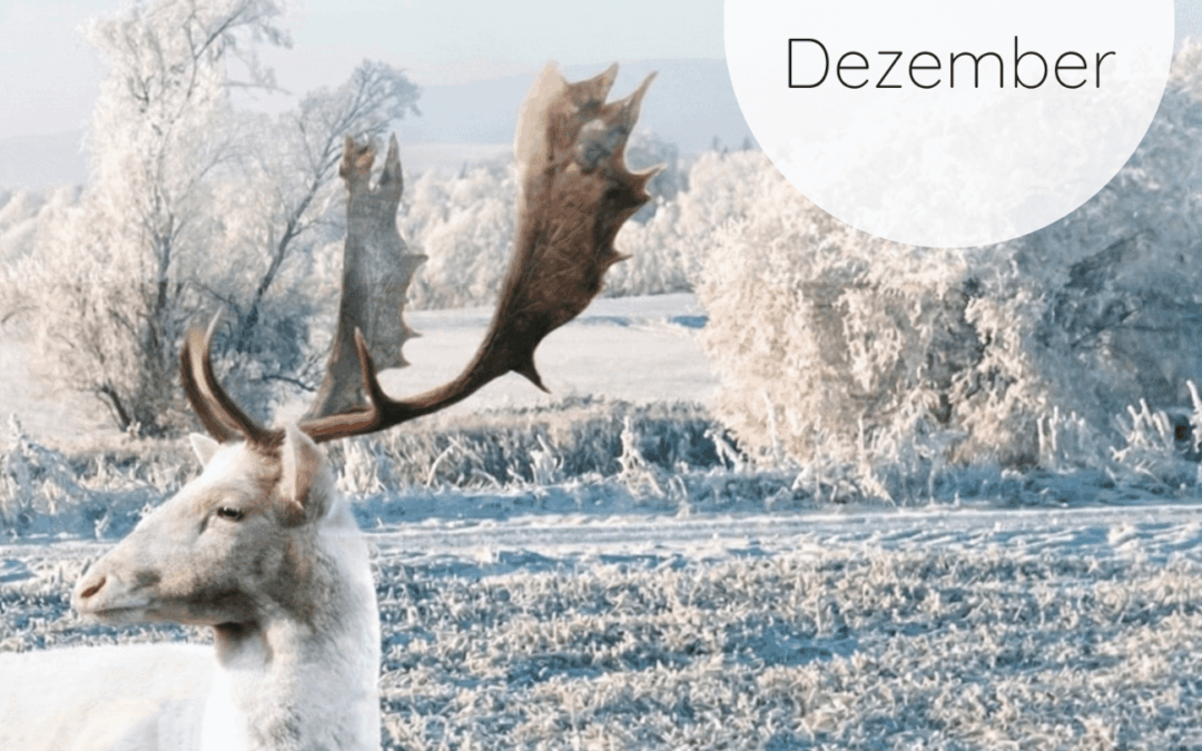 Adventskalender 2025: 13. Dezember