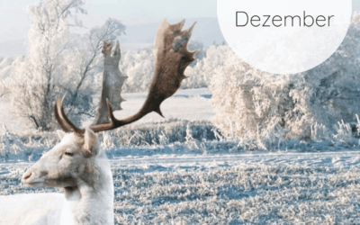 Adventskalender 2025: 13. Dezember