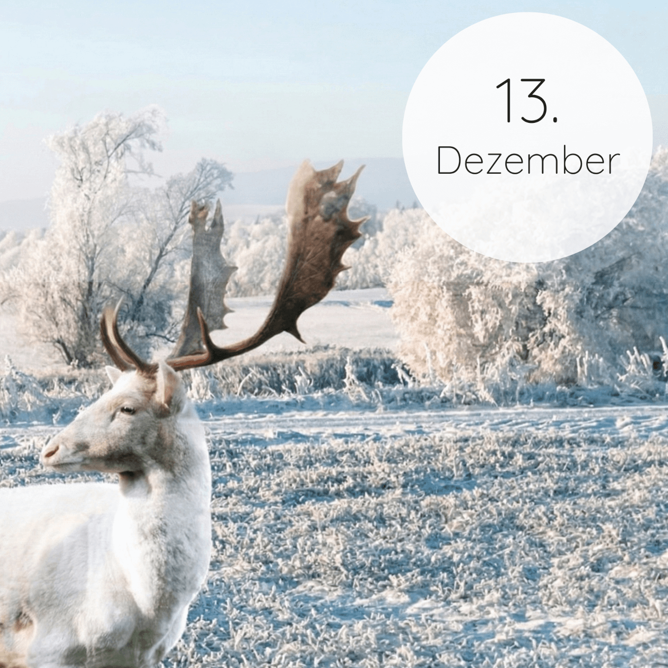 13. Dezember 13. Dezember