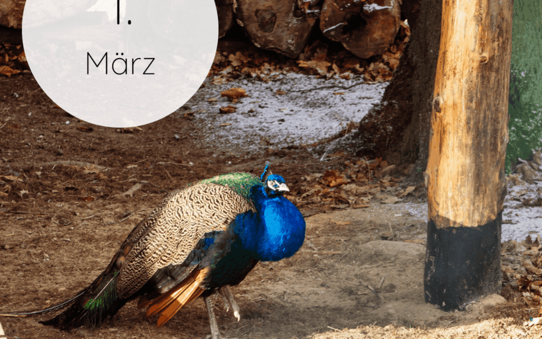 Fastenzeit-Kalender 2026: 1. März