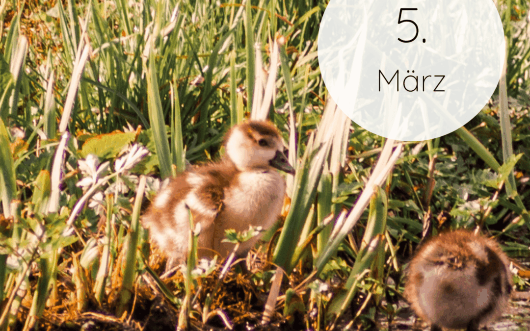 Fastenzeit-Kalender 2026: 5. März