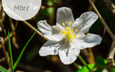 Fastenzeit-Kalender 2026: 12. März