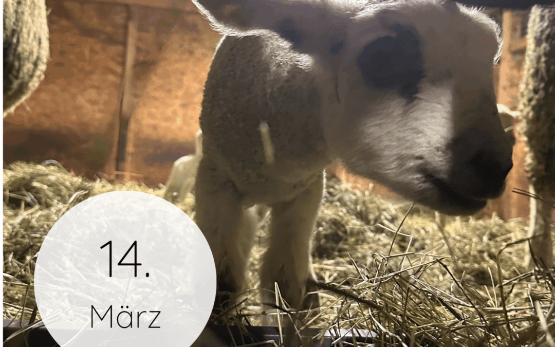 Fastenzeit-Kalender 2026: 14. März