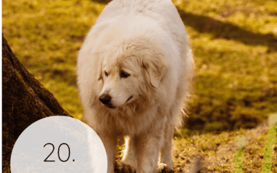 Fastenzeit-Kalender 2026: 20. März