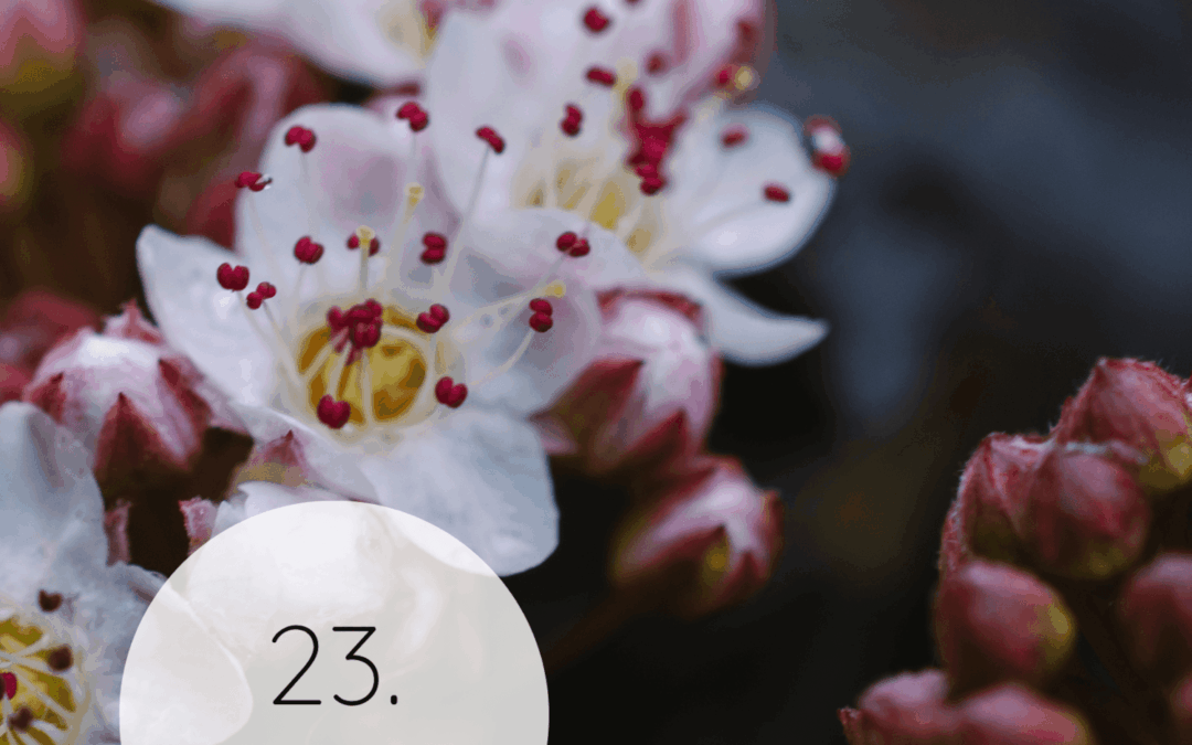 Fastenzeit-Kalender 2026: 23. März