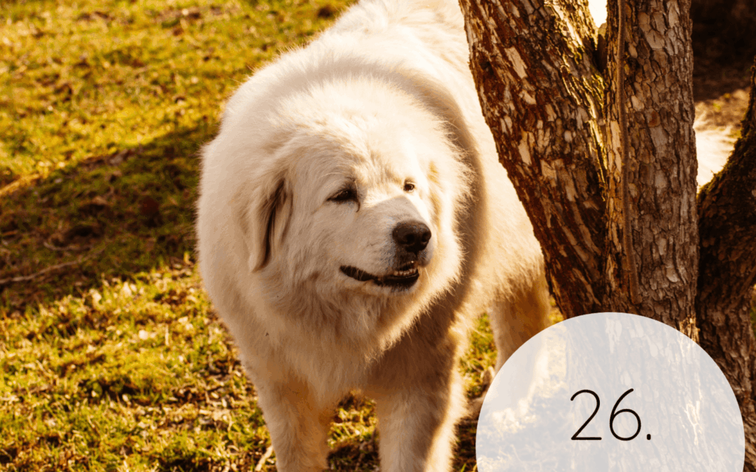 Fastenzeit-Kalender 2026: 26. März